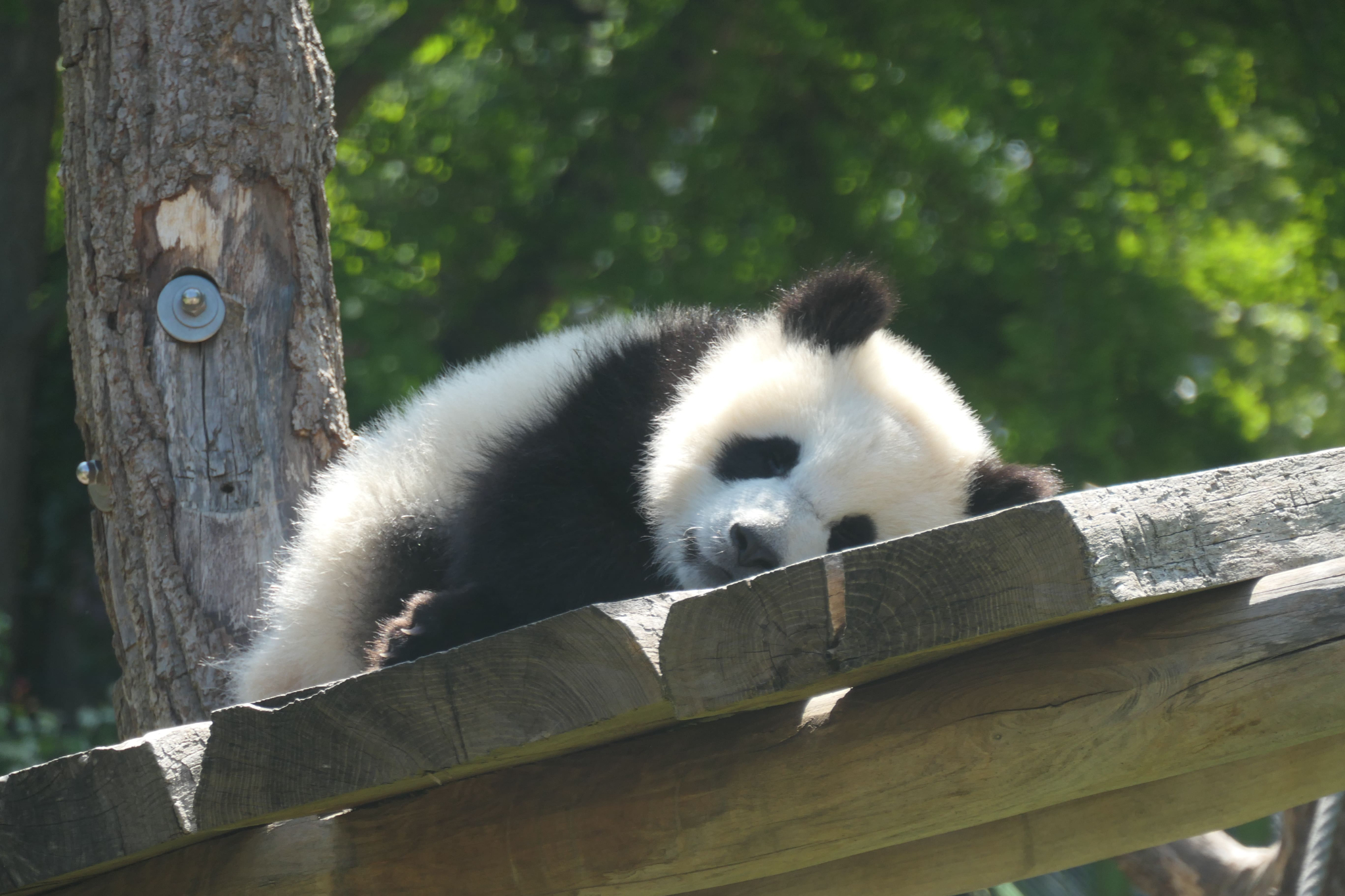 Tierpark Zoo  26